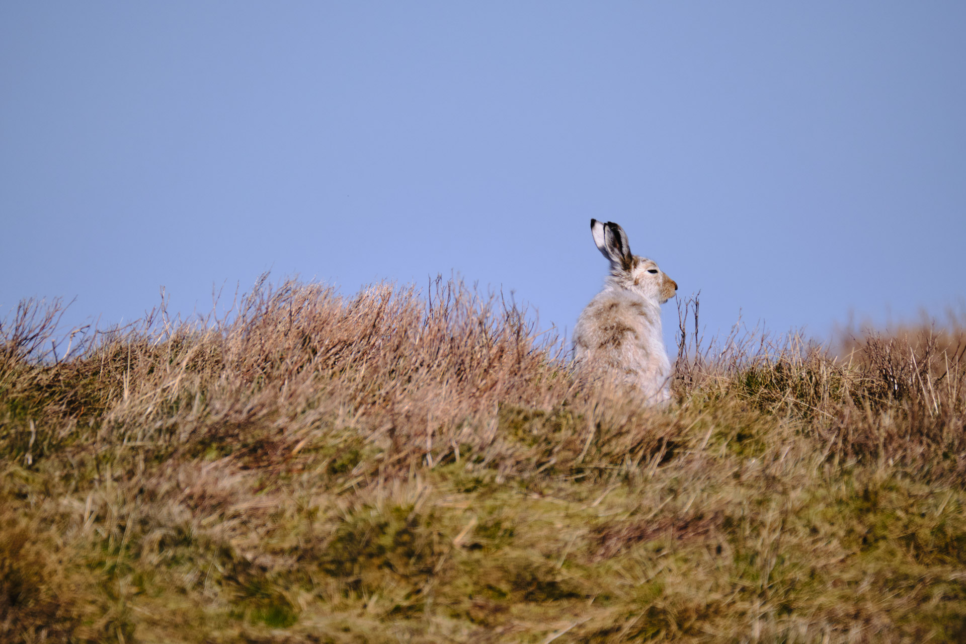 Peak-District-Mountain-Hares-Guided-Walk