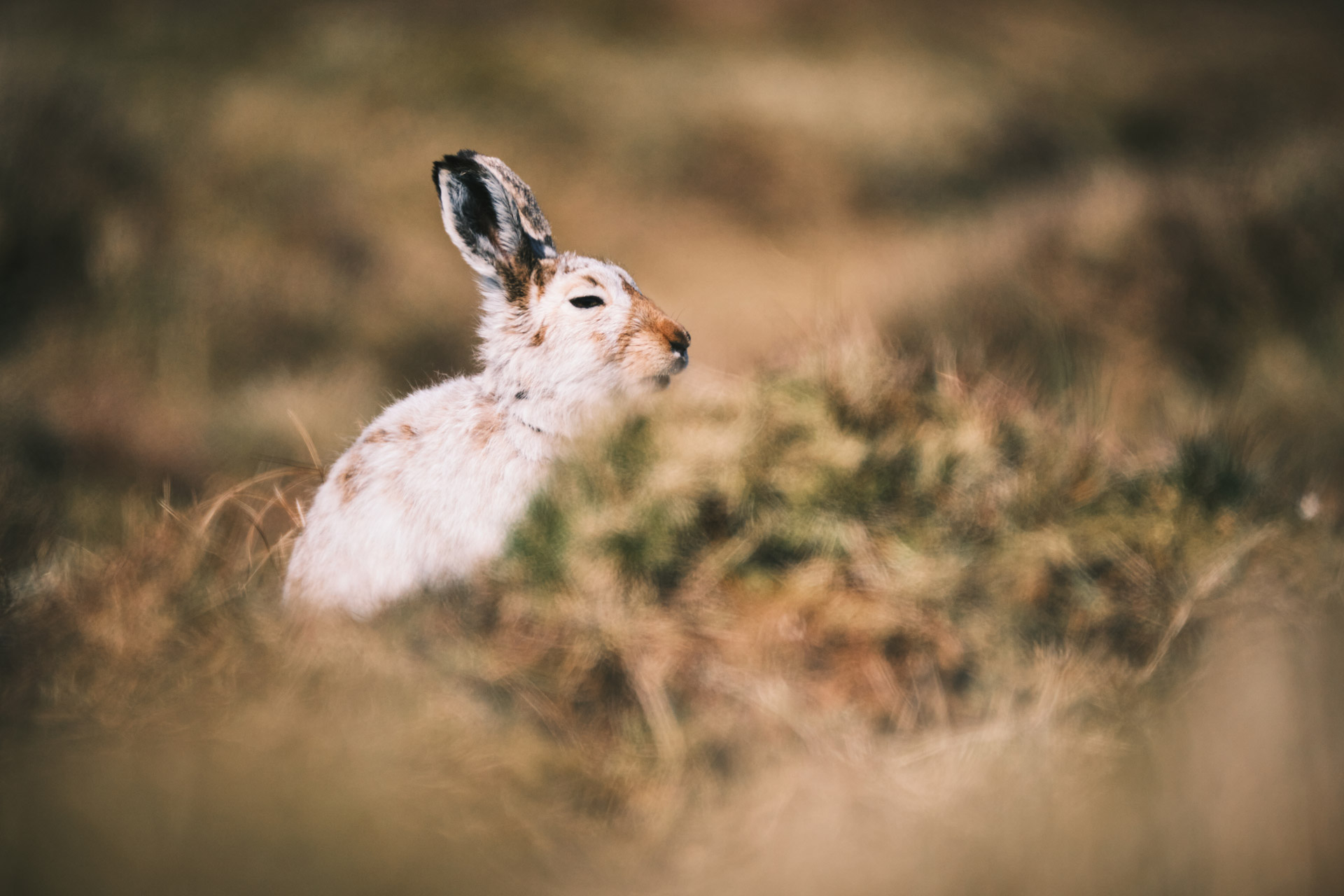 Peak-District-Mountain-Hares-Guided-Walks