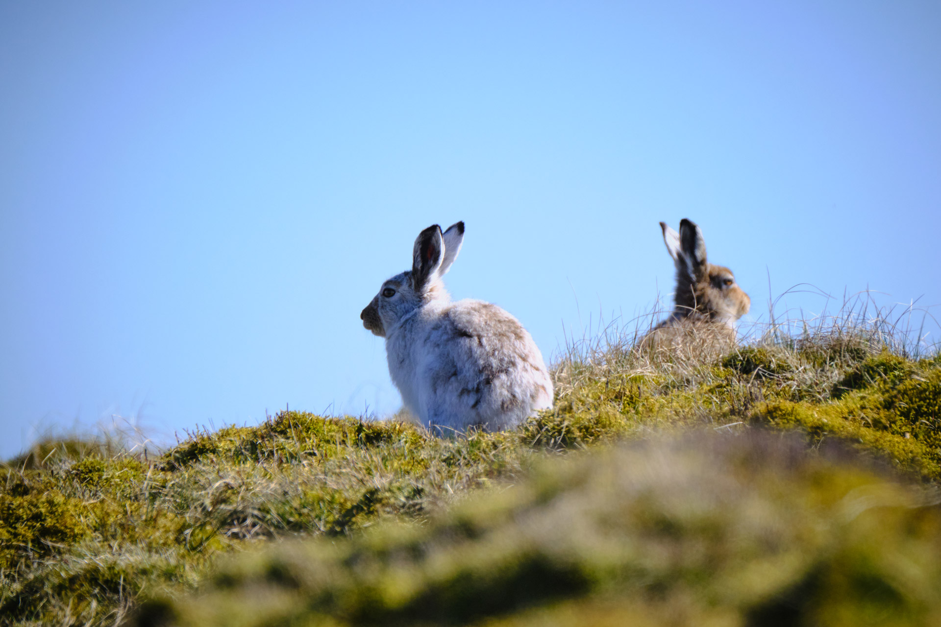 Peak-District-Mountain-Hares