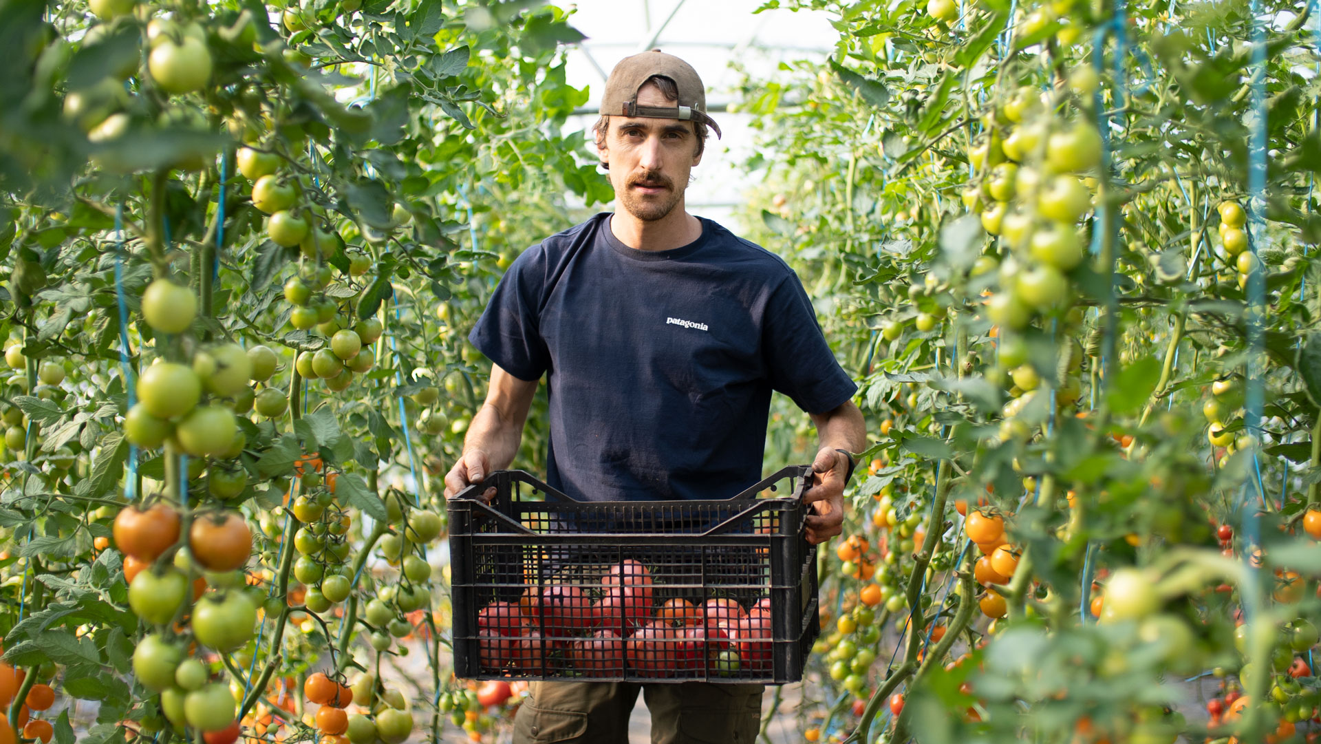 Picked-Organic-Farming-Belfast-Northern-Ireland