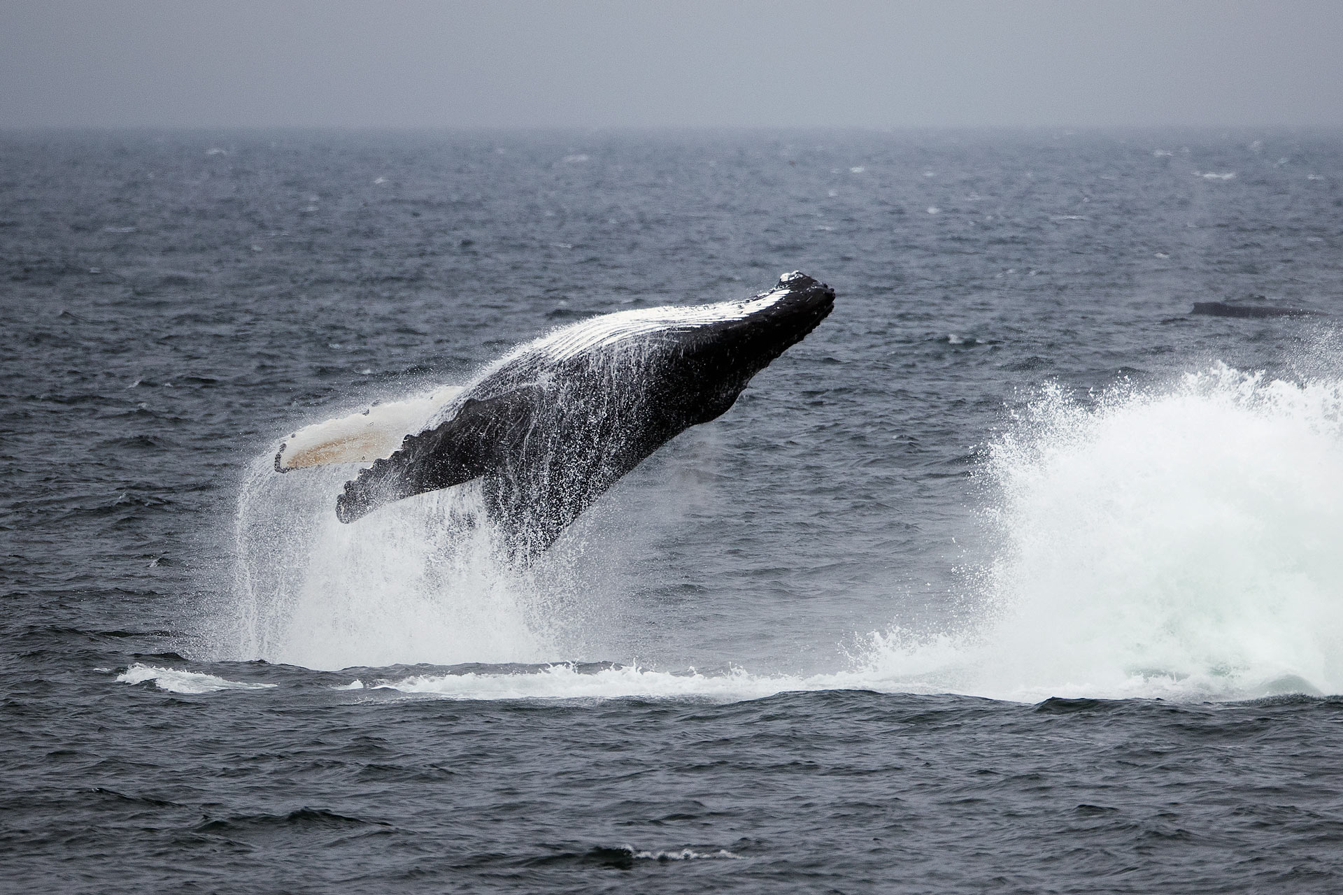 Whales-Climate-Change-Lucia-Griggi