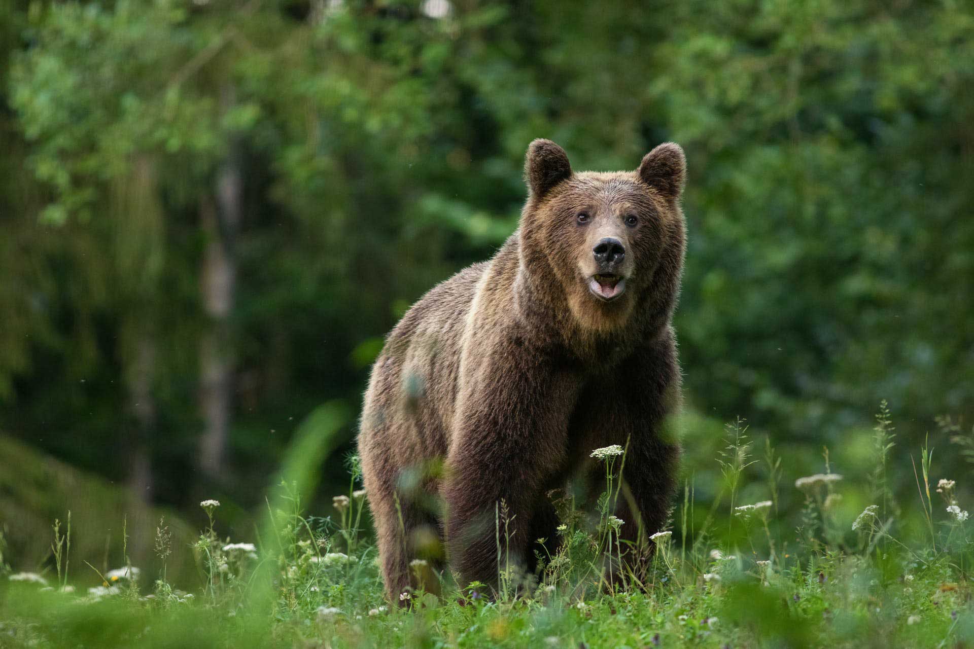 Bears-In-Romania