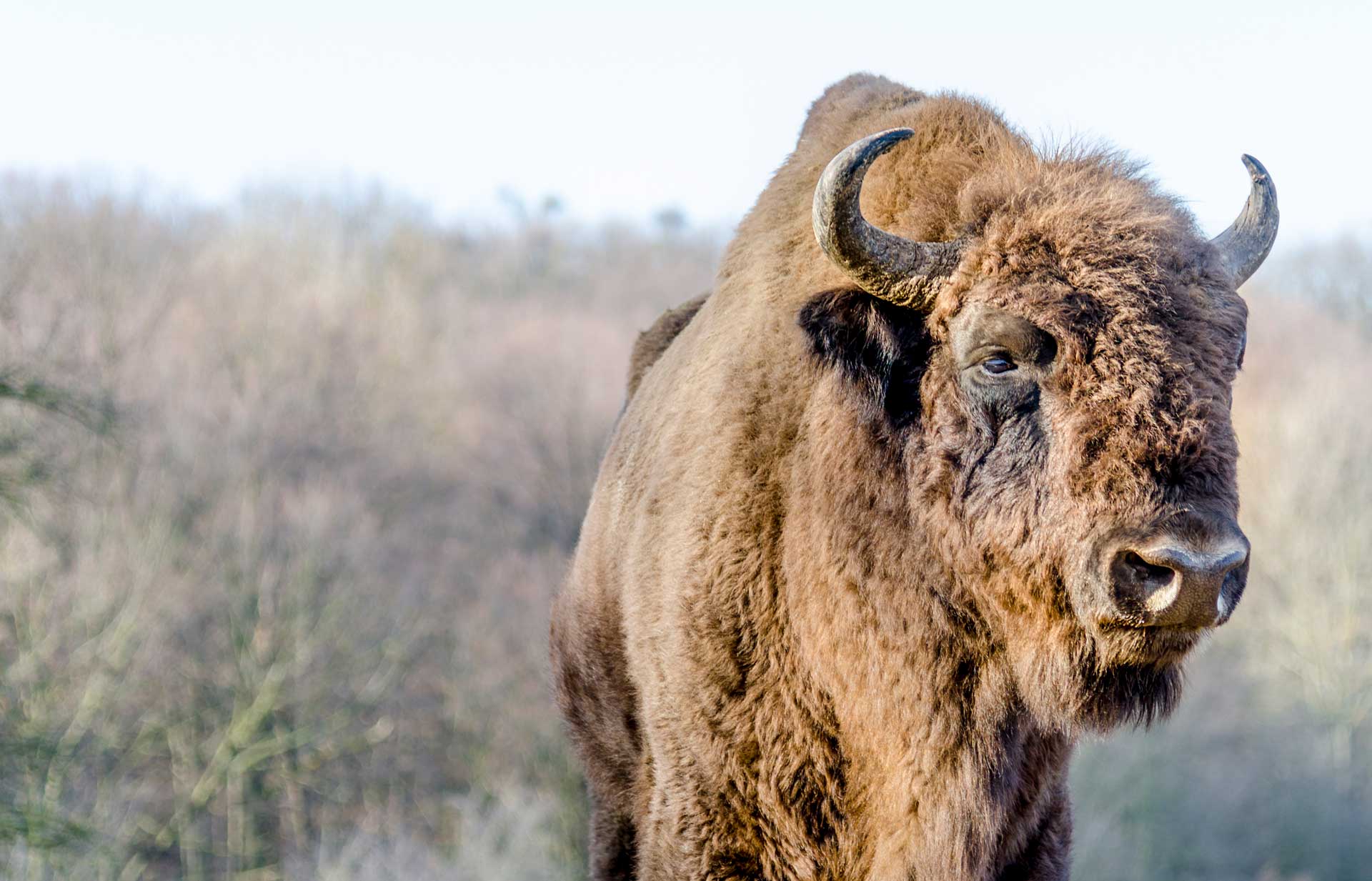 Bison-In-Romania