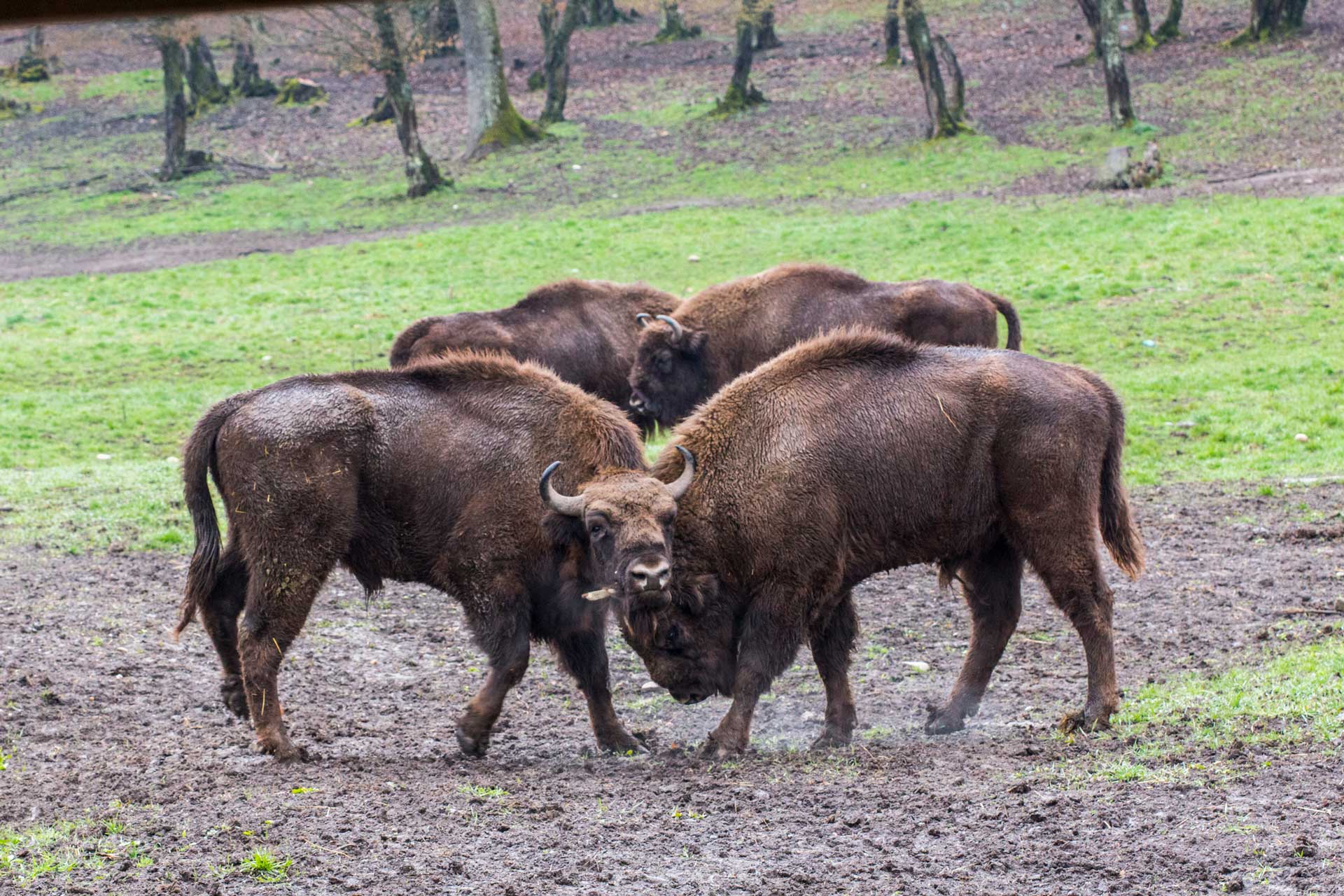Bison-In-Romania