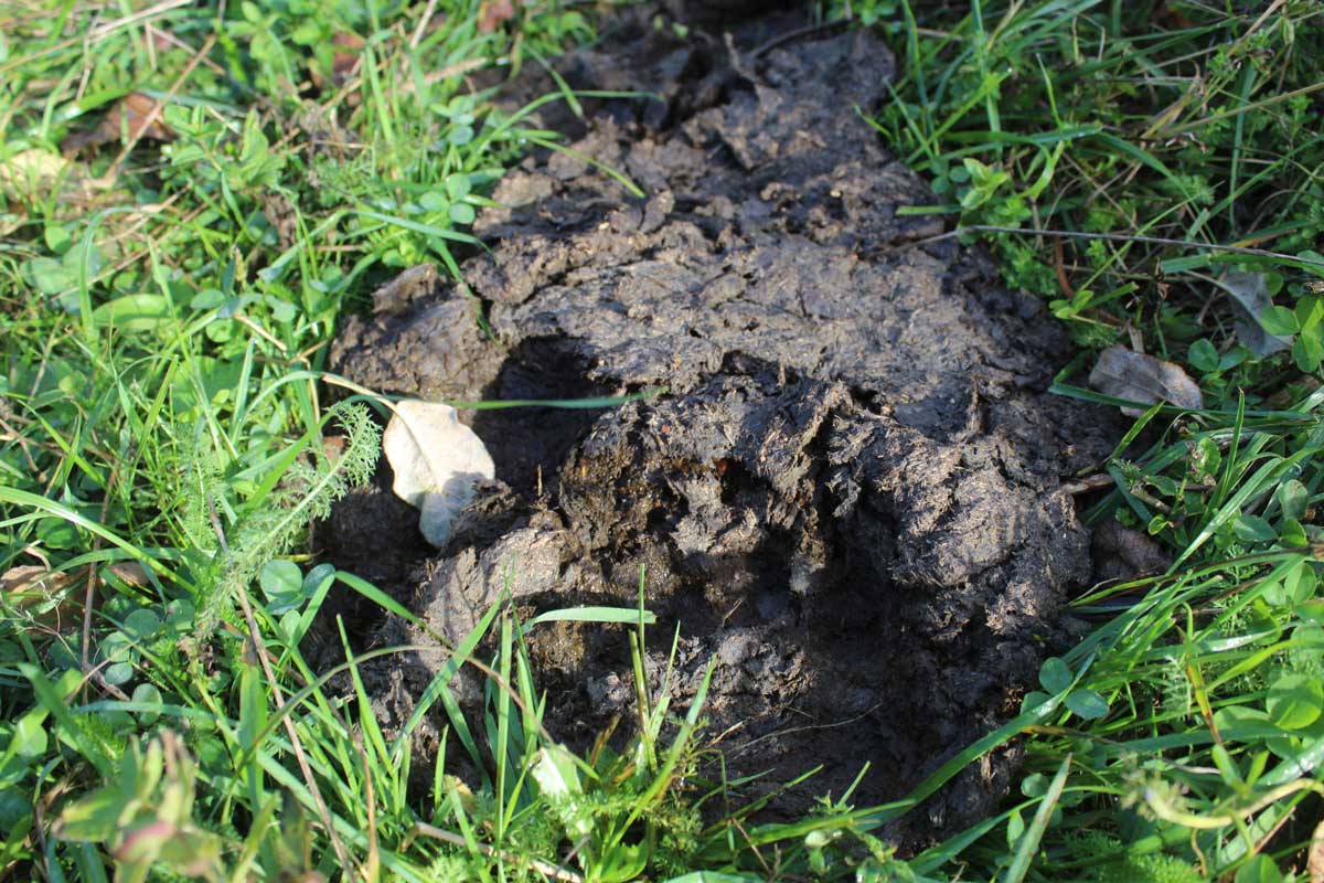 Bison-Poo