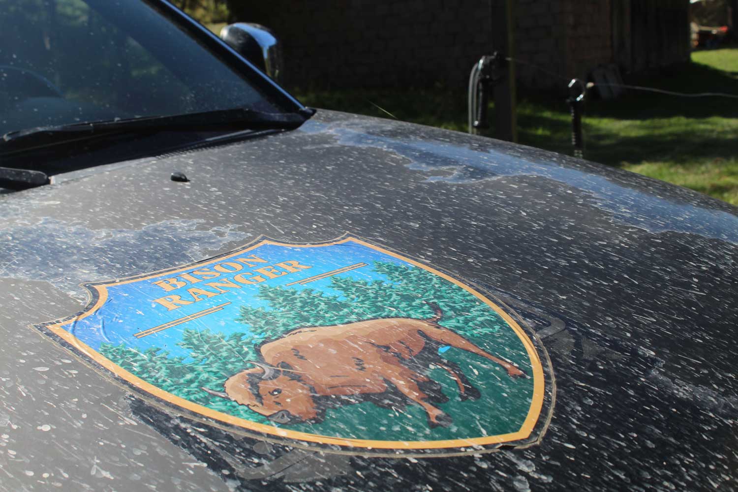 Bison-Tracking-In-Romania