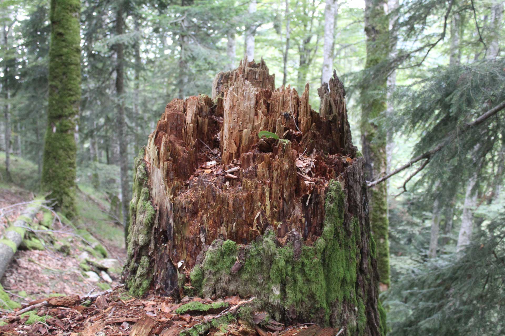 Decayed-Tree-In-Romania-