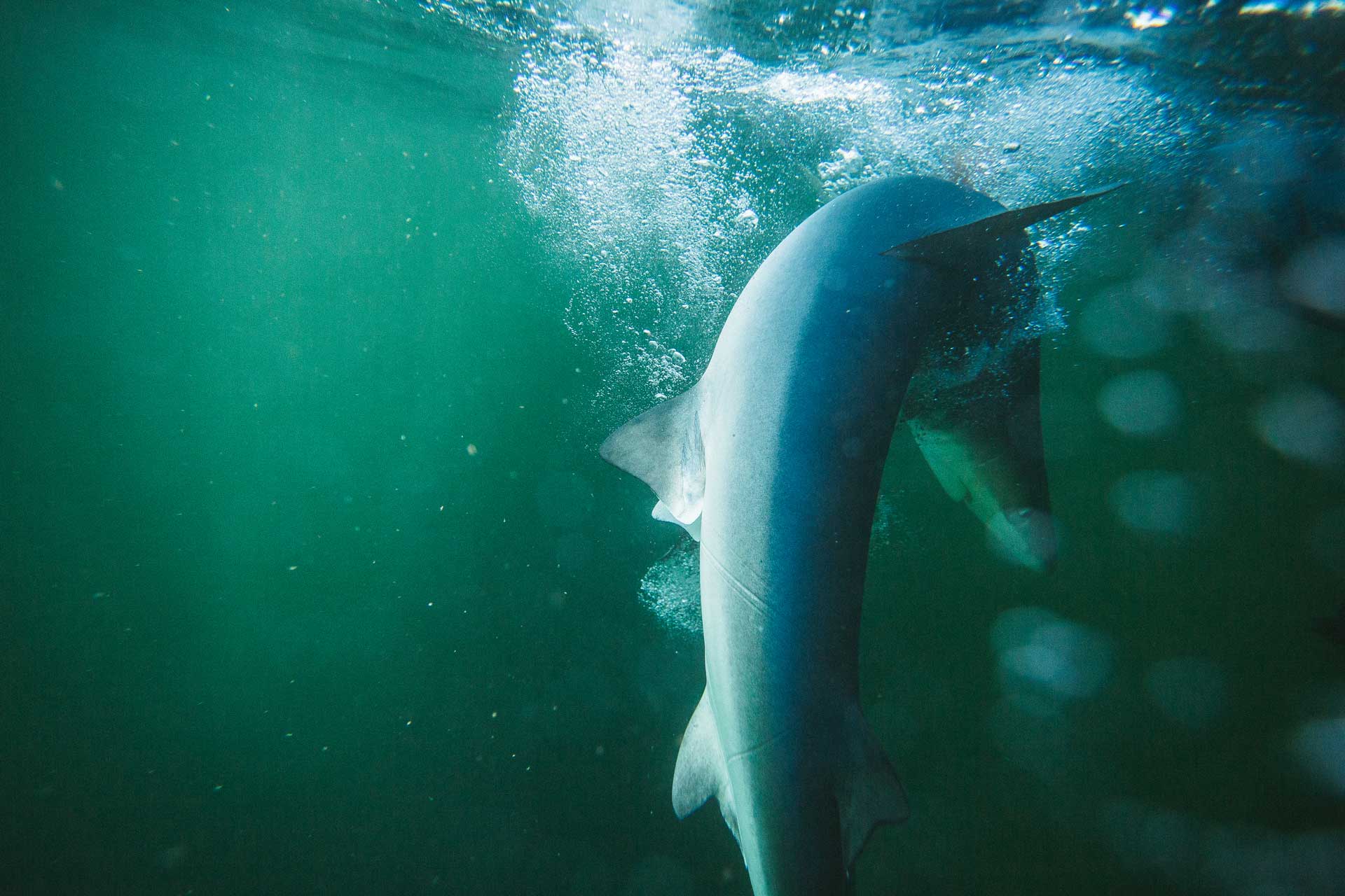 Declining-Shark-Population-UK-Coast