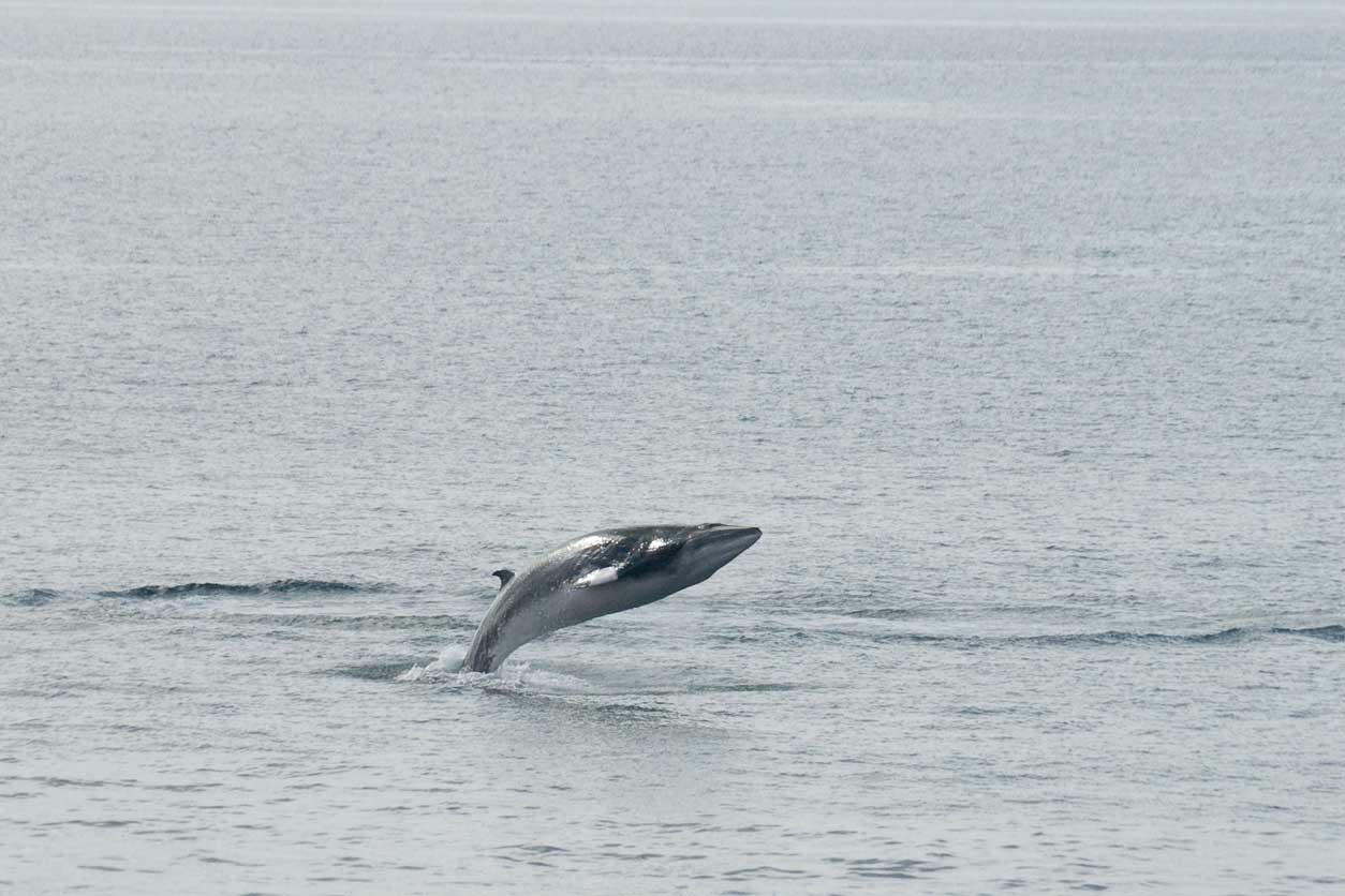 Minke-Whale-Isle-of-Harris-