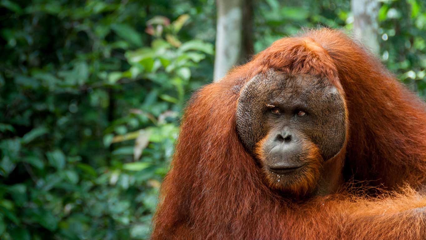 what-is-ecotourism-orangutans-in-borneo