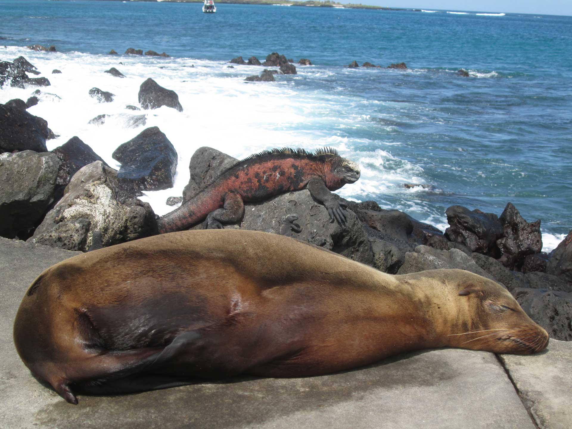 Ecotourism-Wildlife-Galapagos-Islands