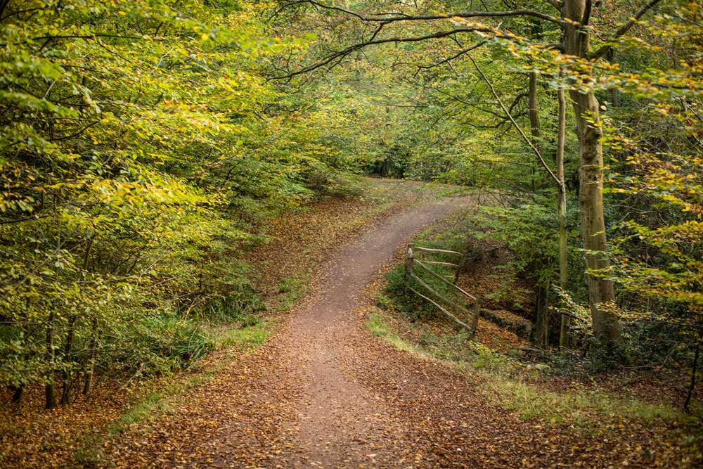 Epping-Forest-Microadventure