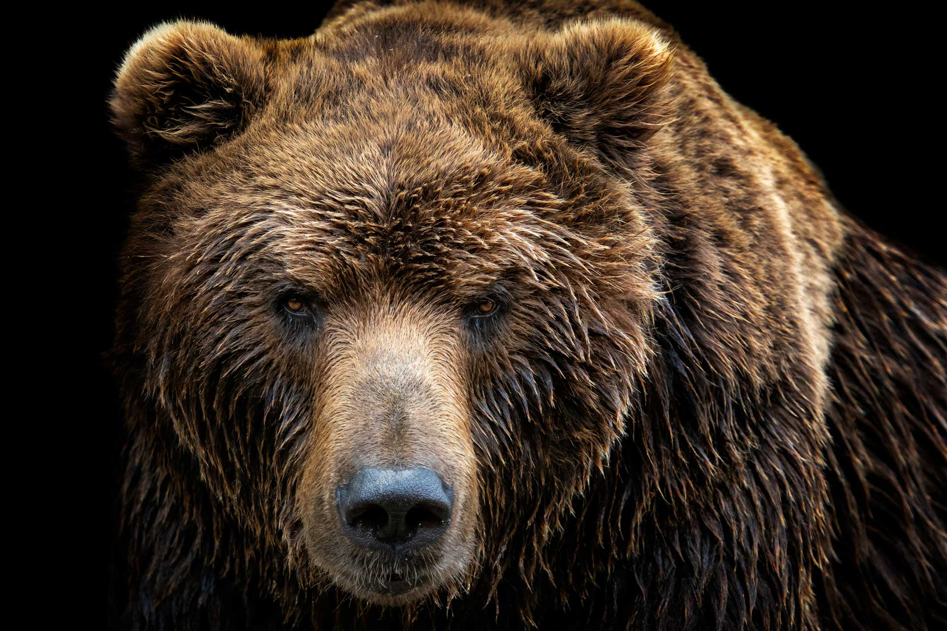 Kamchatka-Peninsula-Bears