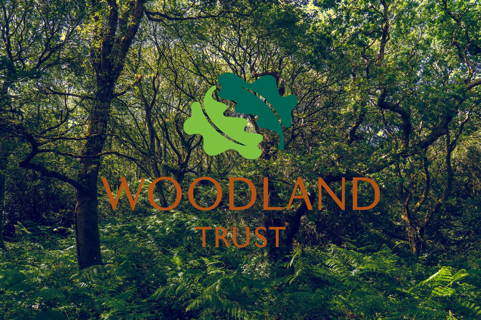 Woodland-Trust-Environmental-Charities