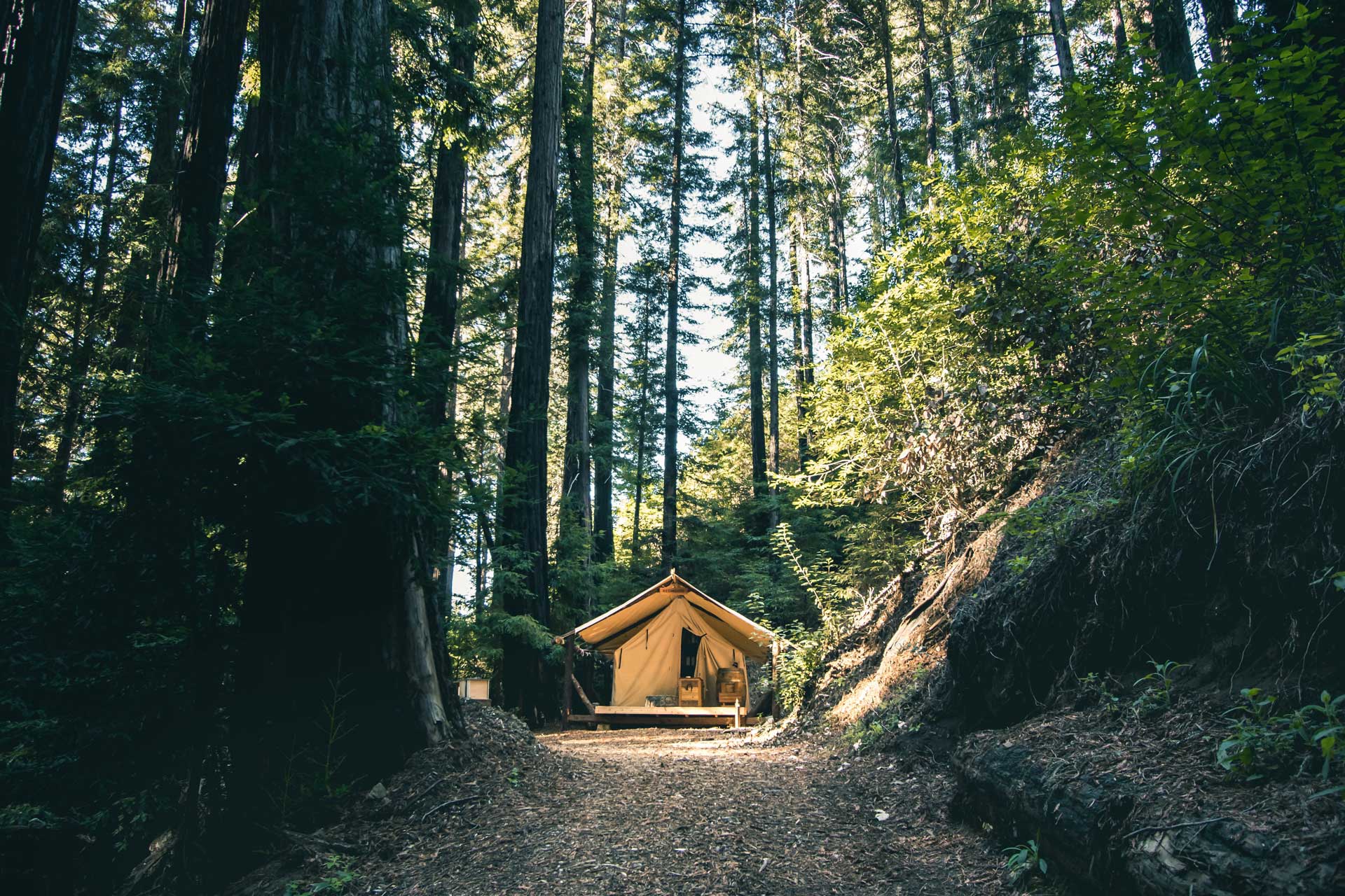 Glamping in the woodland