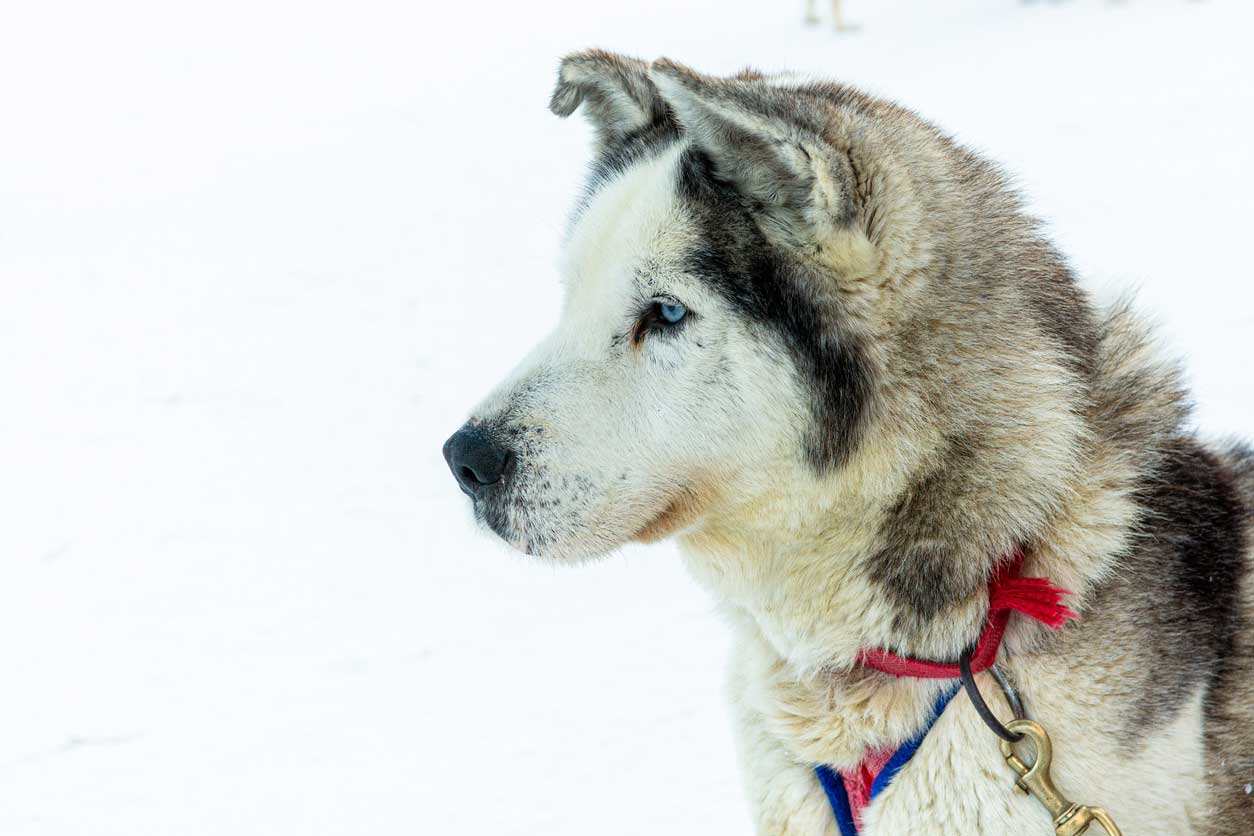 Husky-Sledding-In-Chamonix