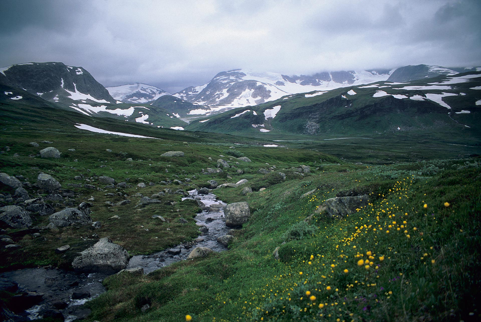 Borgefjell_National_Park_August_5_1998