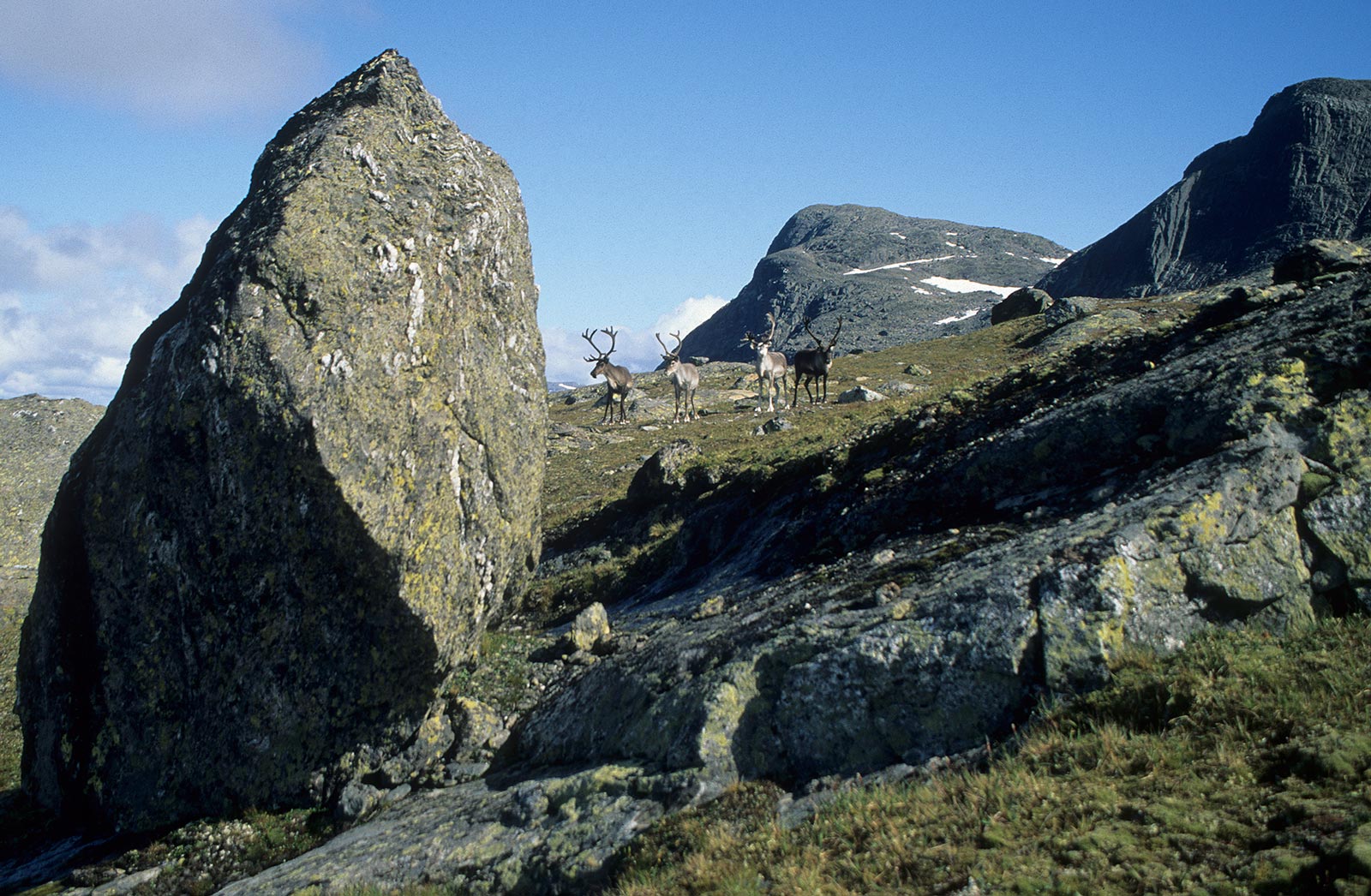 reindeer-Okstindan-range