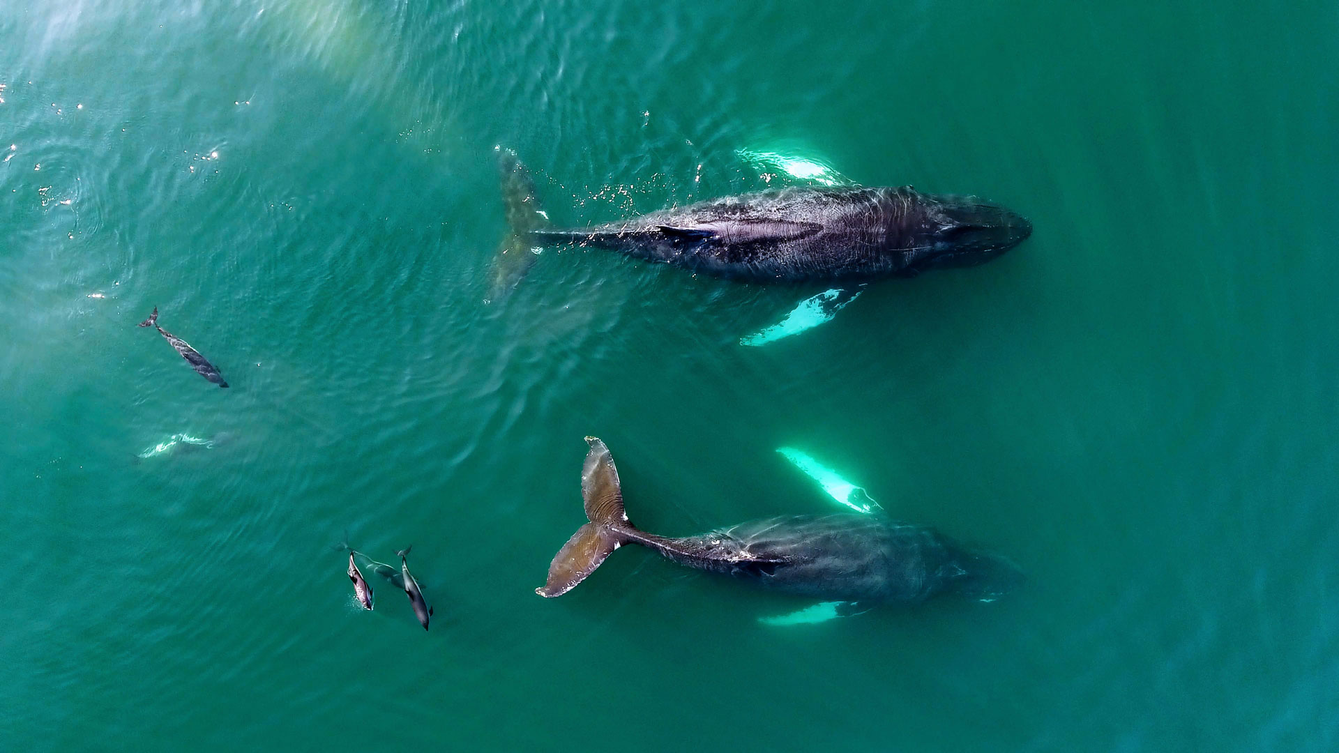 whale-watching-nova-scotia-Bay-of-Fundy