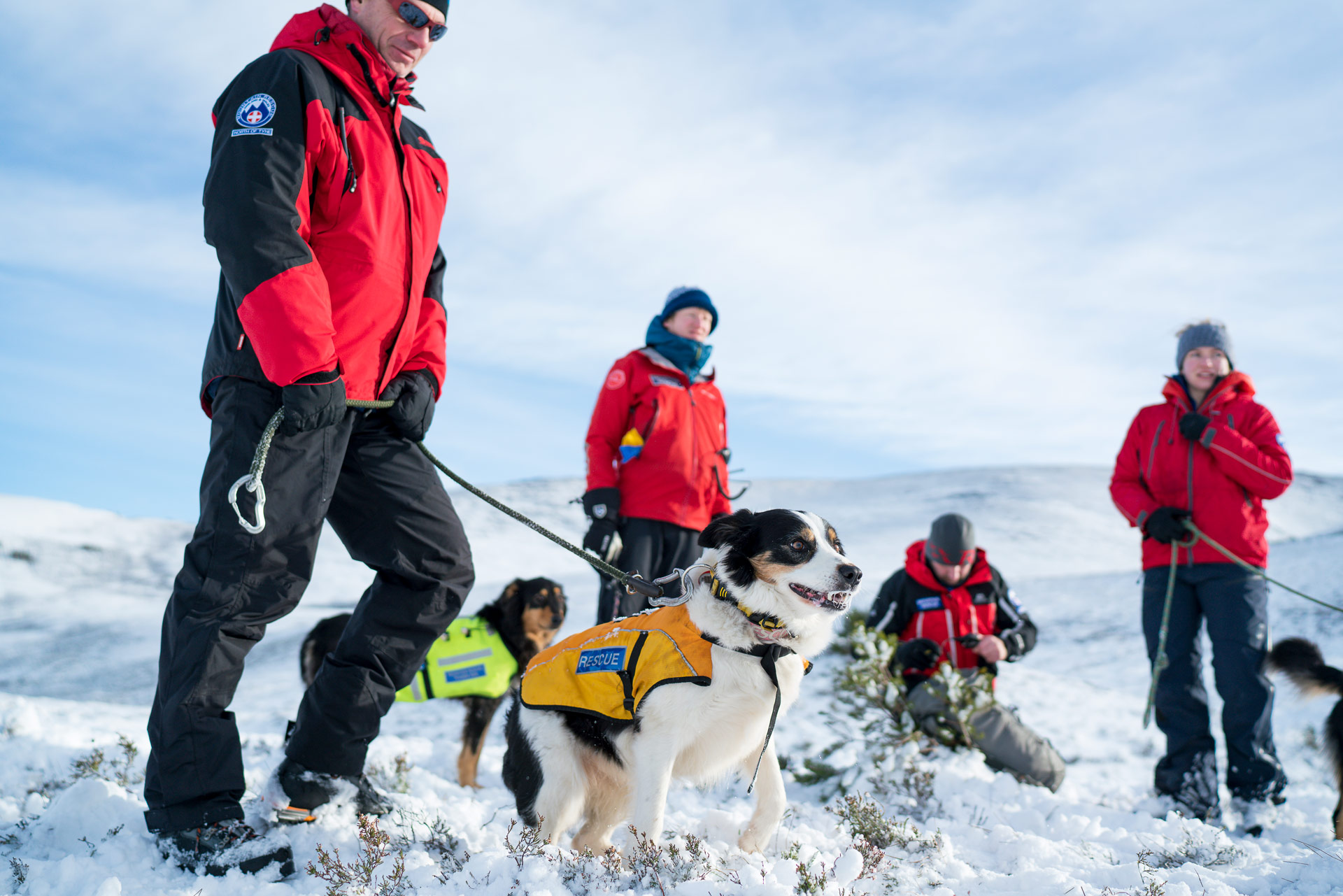 mountain-rescue-dogs-england