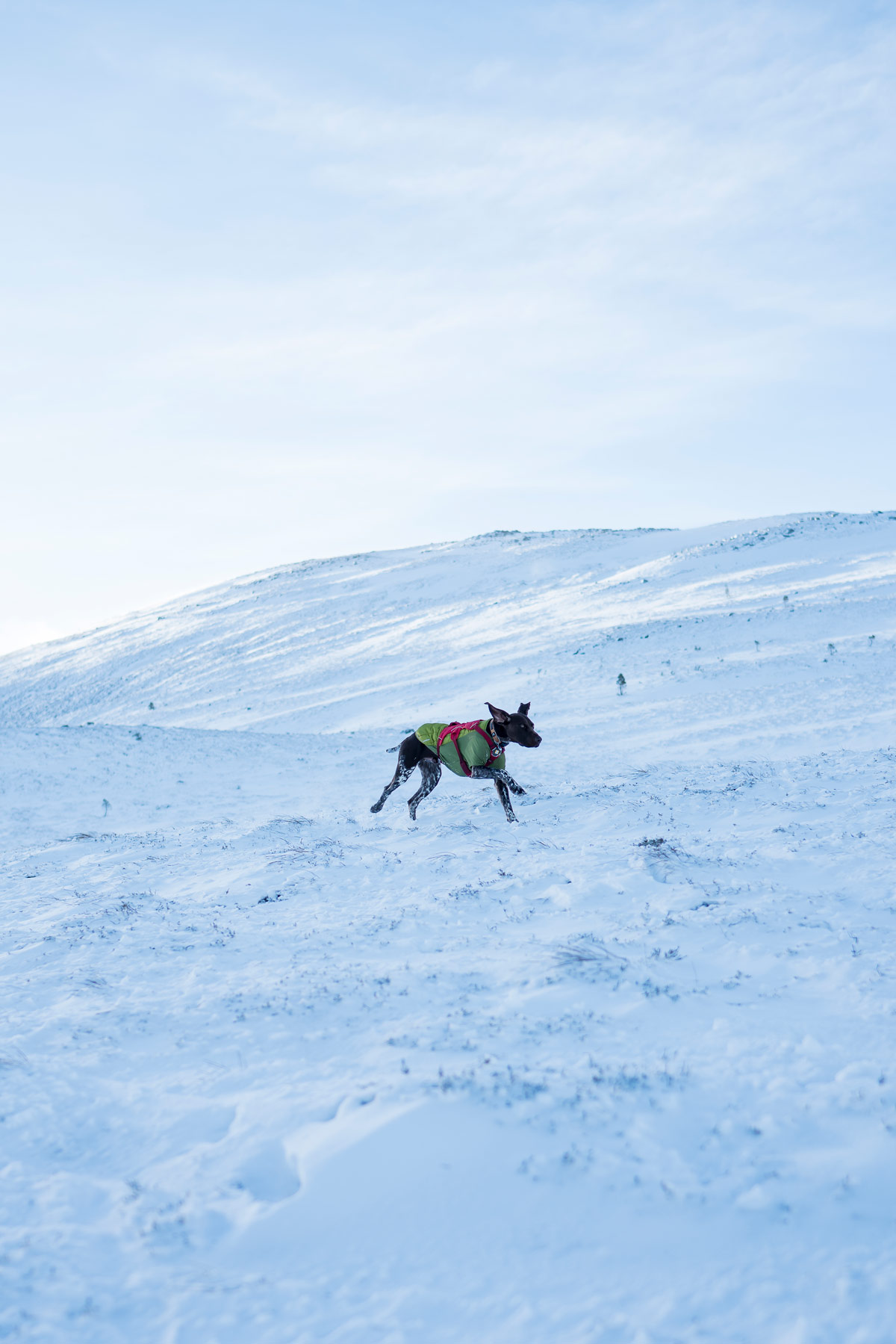 ski-touring-snow-dogs-scotland