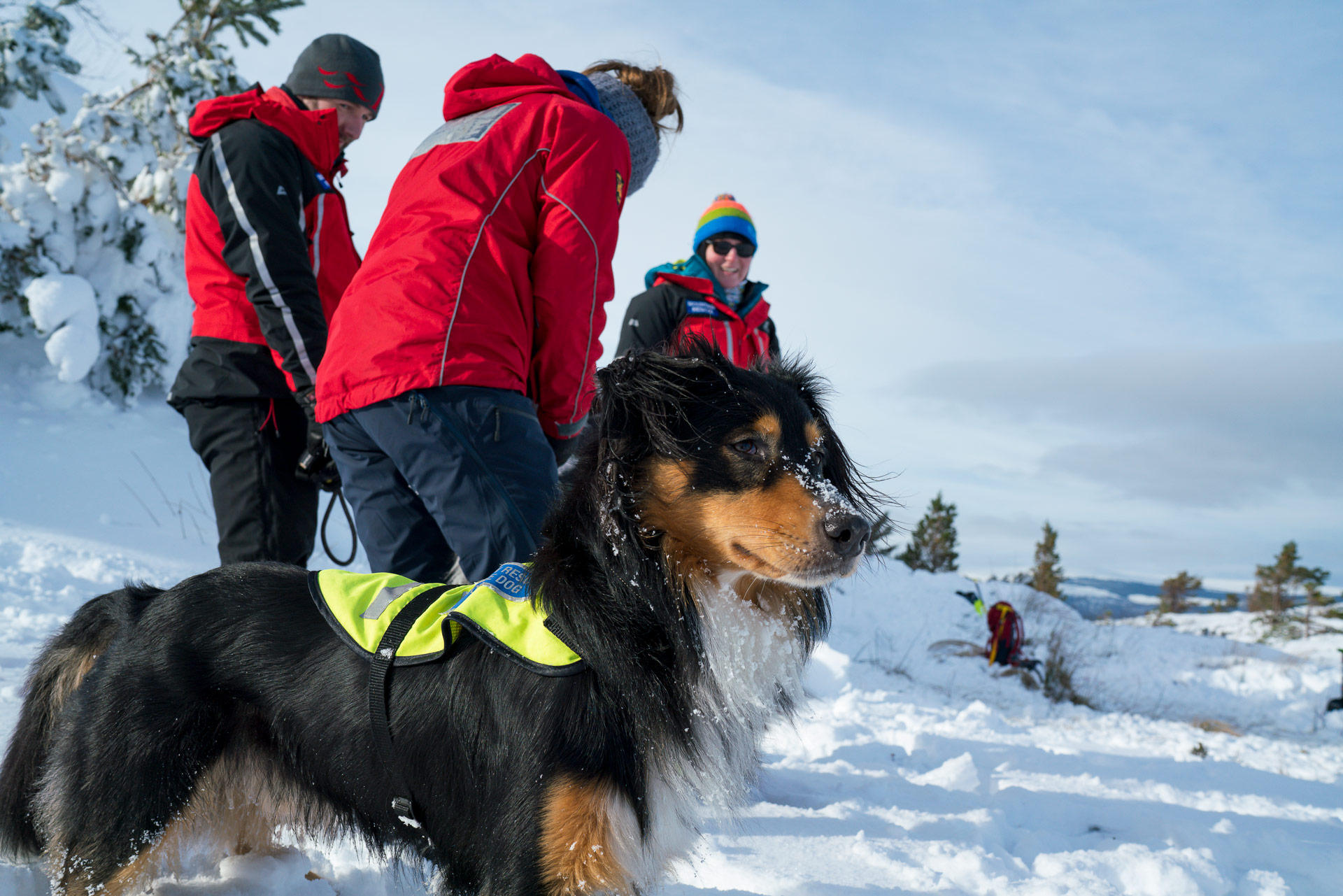 snow-dogs-mountain-rescue-england
