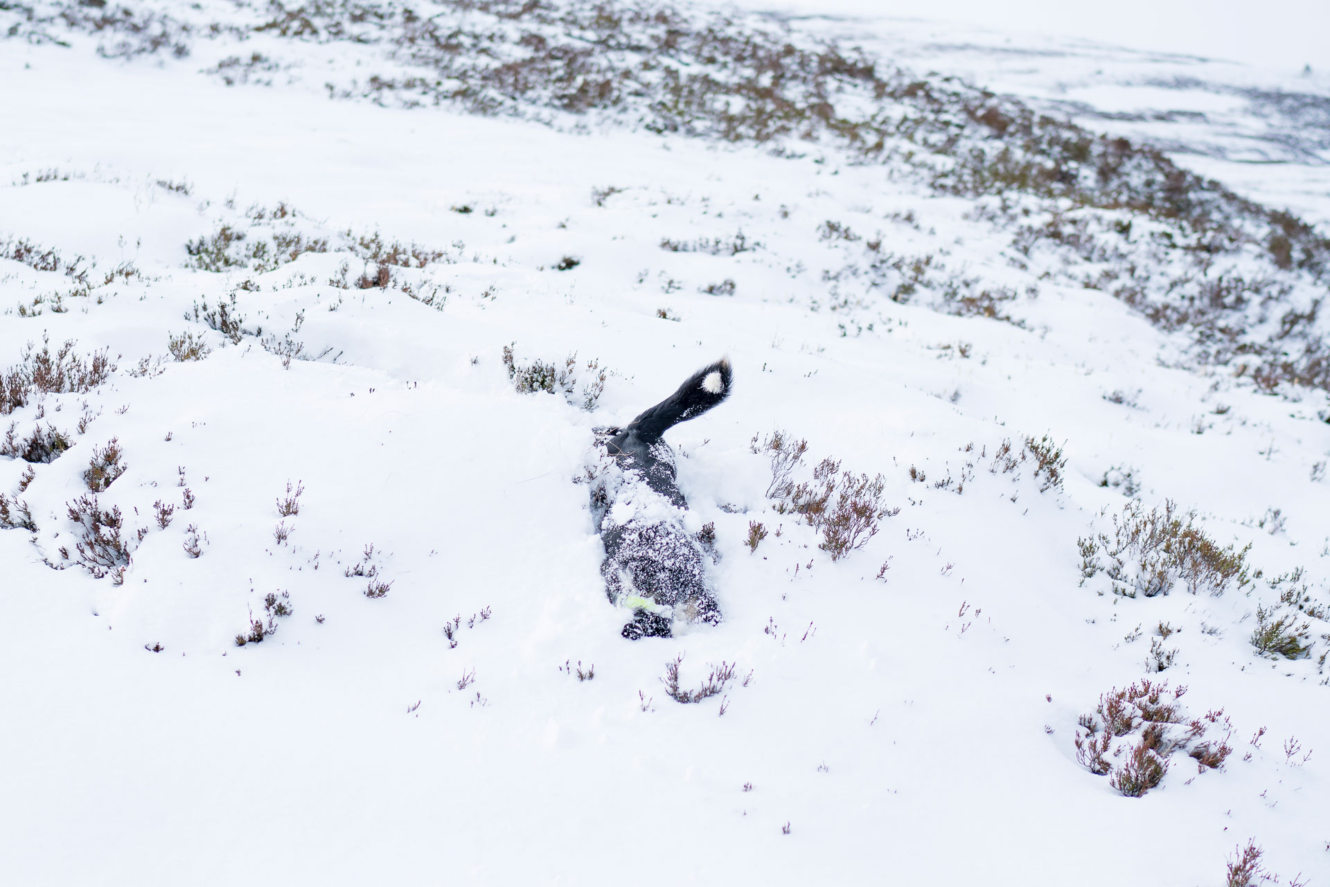 snow-dogs-uk