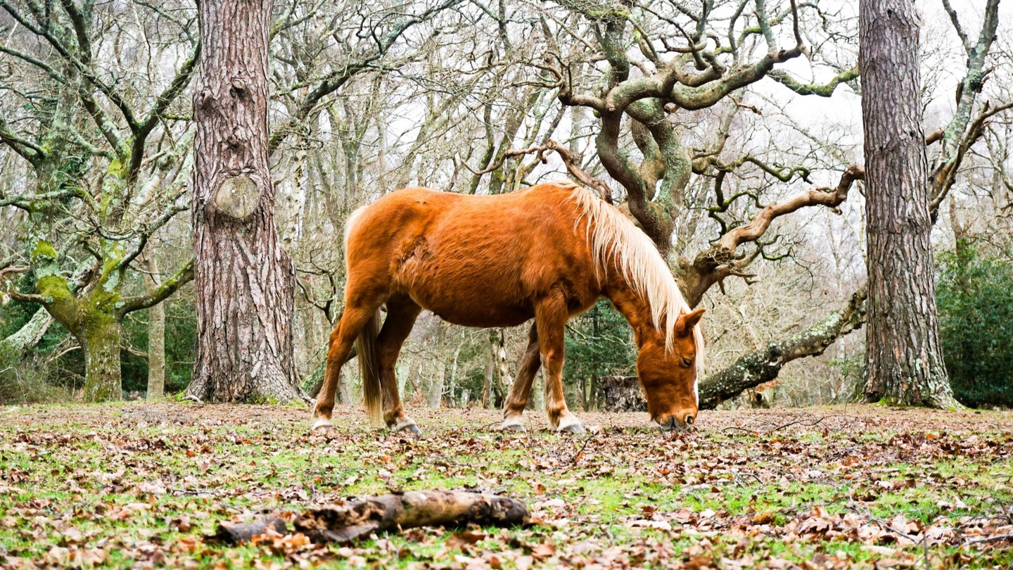 best walks in the new forest | 10 mapped routes