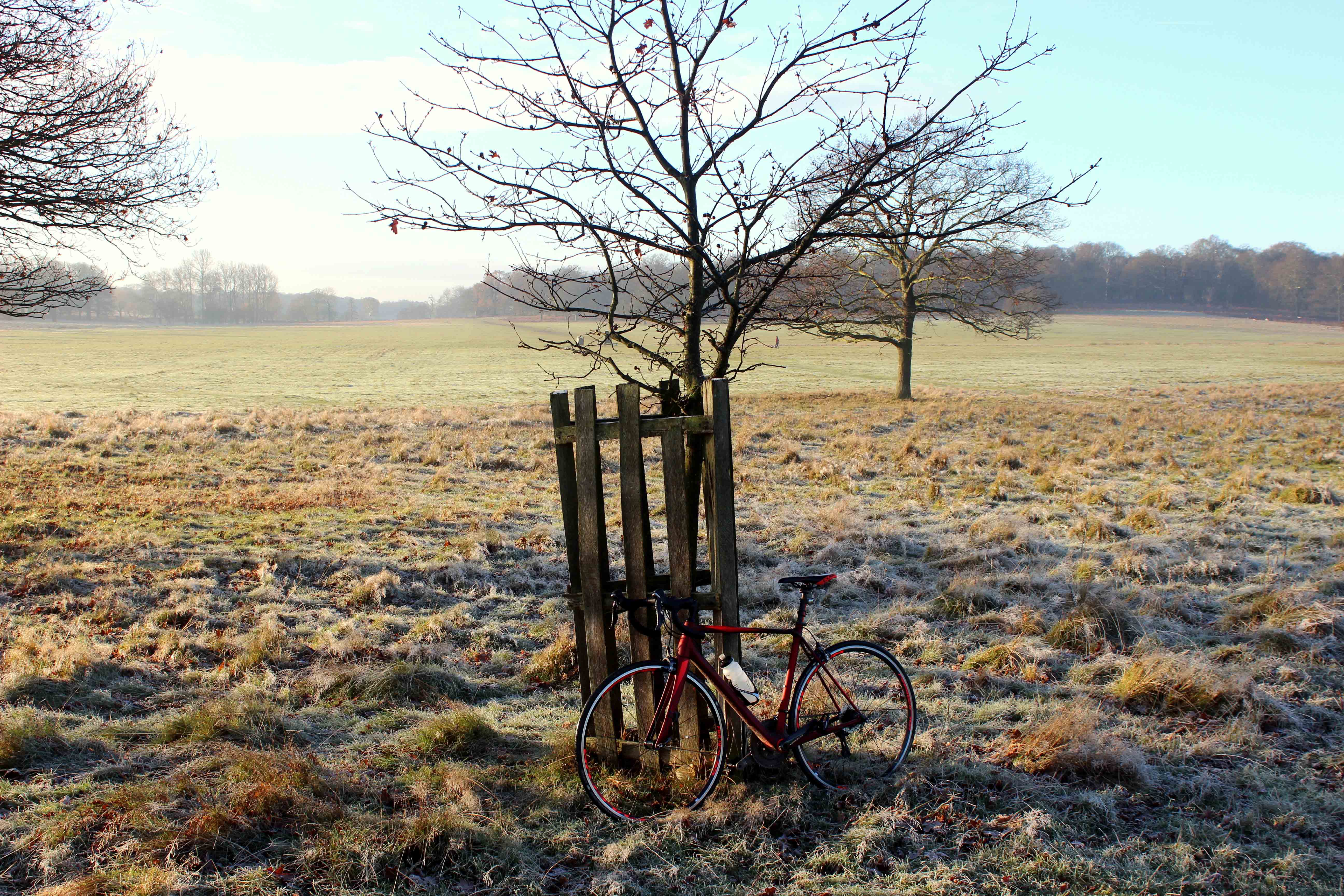 Richmond Park, winter, training, mist, ice, frost, fog, riding