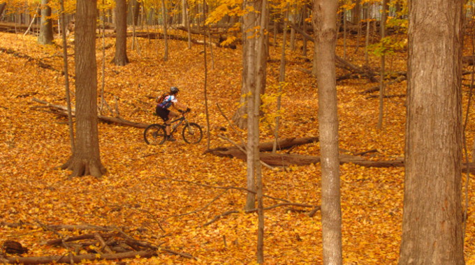 autumn mountain biking woods leaves