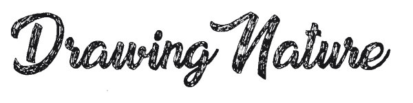 Drawing Nature preview