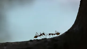 Go to the Ant