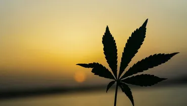 ‘Nothing Is to Be Rejected’ — Including Pot?