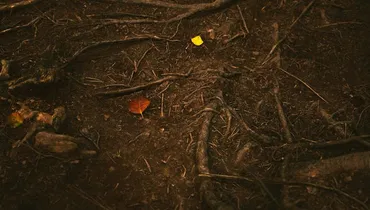 Why Did Jesus Use Spit and Mud to Heal?