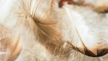 Do Angels Carry Our Prayers to God?