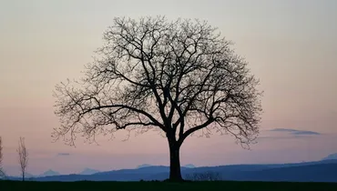 ‘Though He Slay Me’ — Why the Silence on This Verse?