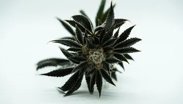 The Church’s Calling in an Age of Recreational Pot