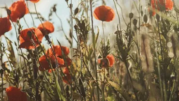 How Do I Stop Rooting My Joy in My Circumstances?