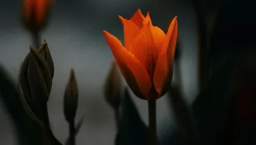 Living the Mystery of Joy in Suffering
