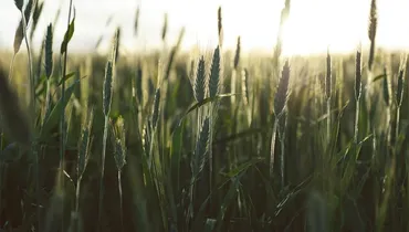 Who Is the Disciple Jesus Loved?