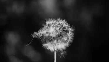 Where Is Providence in the Vanity of Ecclesiastes?