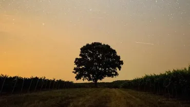 What Is the Meaning of Life?