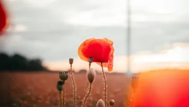 The Root of Beautiful Patience