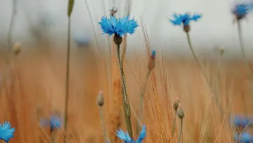 How Can I Grow in Obeying God?