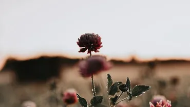 How Did God Call Me to Himself?