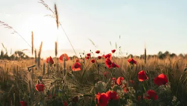 What Does Freedom from the Love of Money Look Like?