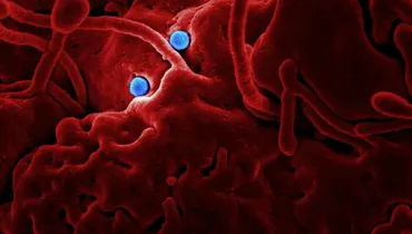The God over Viruses