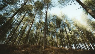 How Do I Grow in Wisdom?
