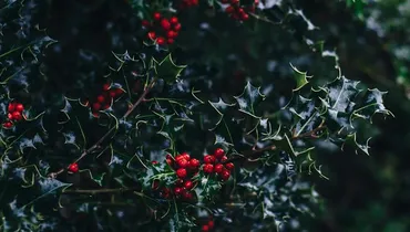 Does Christmas Create Racial Tensions?