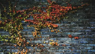 Does God Ever Soften a Heart He Has Hardened?